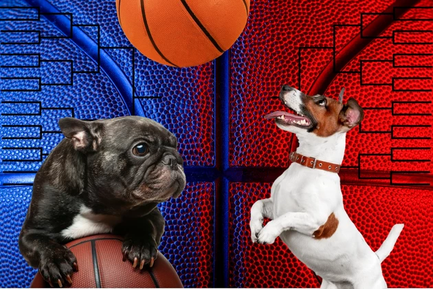two dogs playing with basketballs