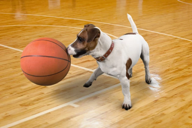 dog playing with basketball
