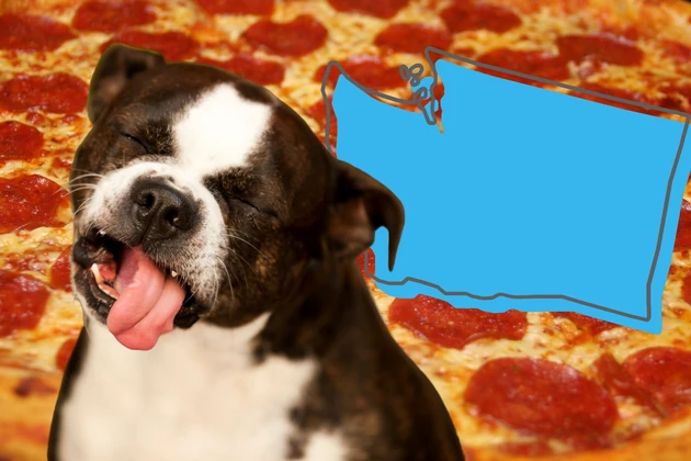 dog looking disgusted, pepperoni pizza and a blue graphic of Washington state.
