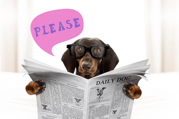 dog reading newspaper saying please