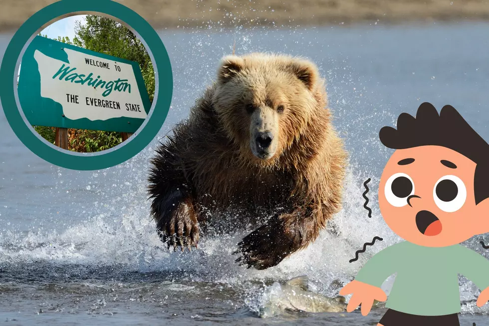 9 Tips To Help You Avoid A Bear Attack In Washington State!
