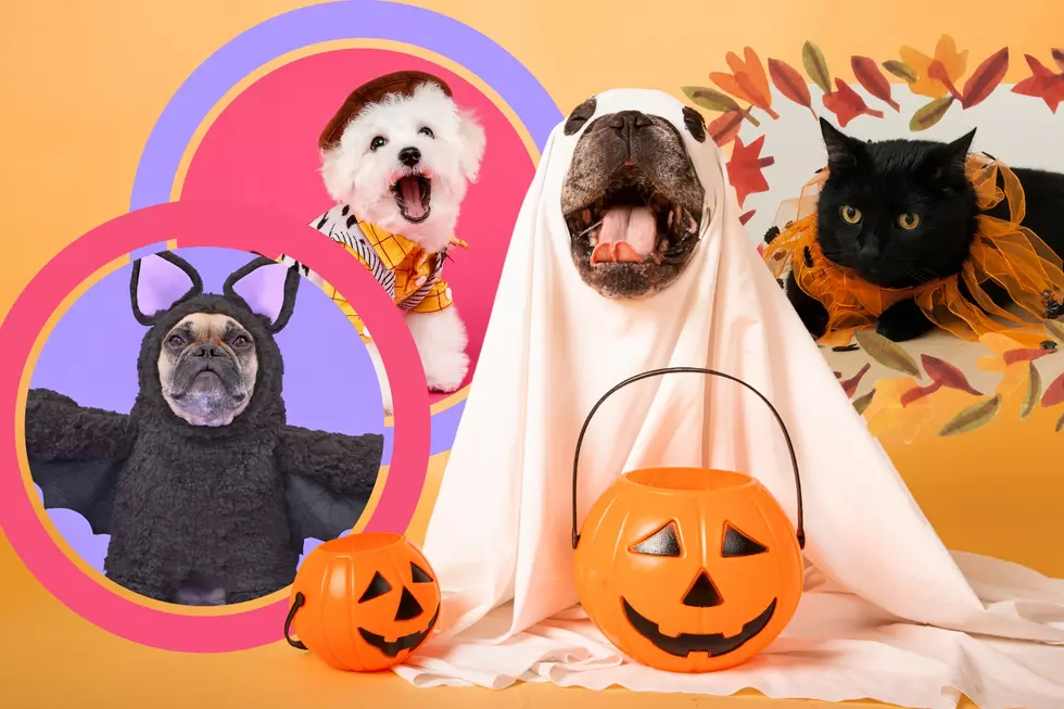 Dress Your Pets Yakima! ‘Woof Or Treat’ is Coming!