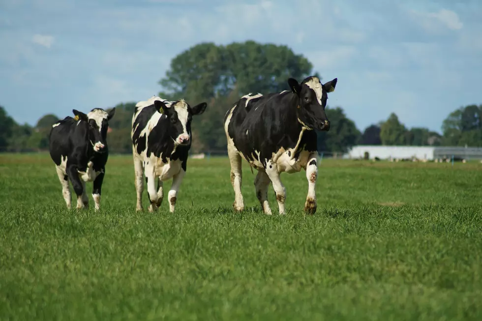 Cows in a green pasture. Blue sky and a tree.