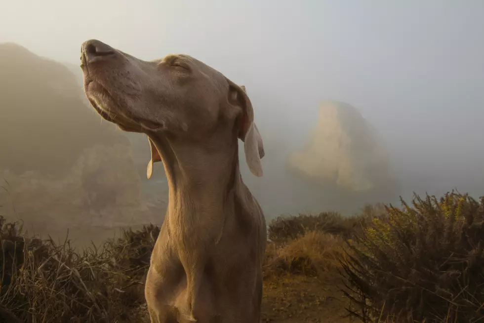 a dog smelling the air at sunset.